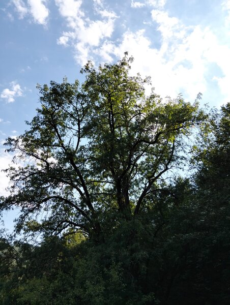 Metes, jud. Alba ocazie, 70000 mp, munte,
